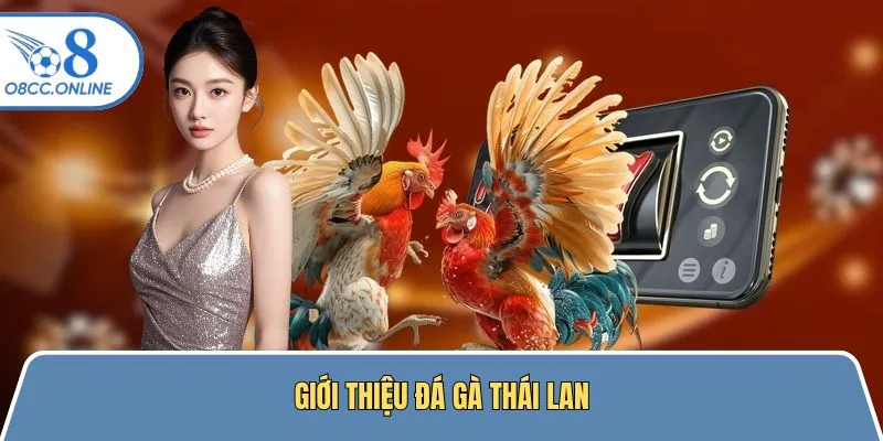 Tổng quan đôi nét về chọi kê Thái Lan đầy hấp dẫn